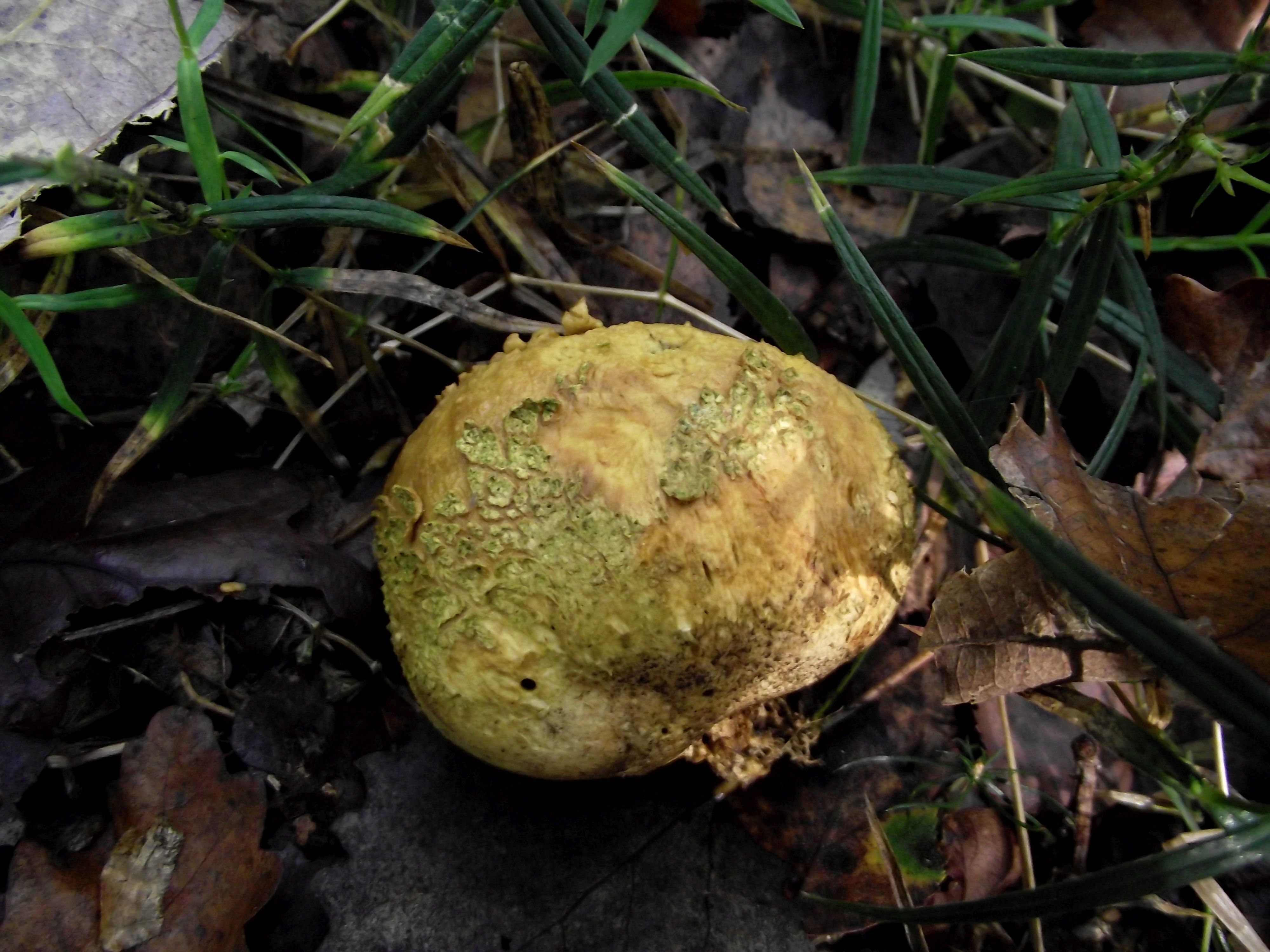 Dickschaliger Kartoffelbovist